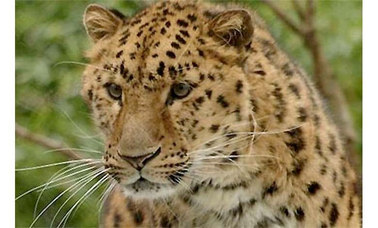 Leopard-Hunted-Cow-amravati-mandal