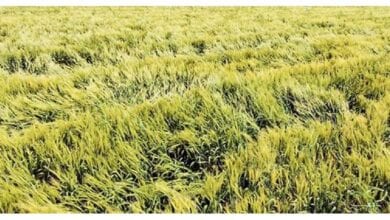 Crop-Ruin-amravati-mandal