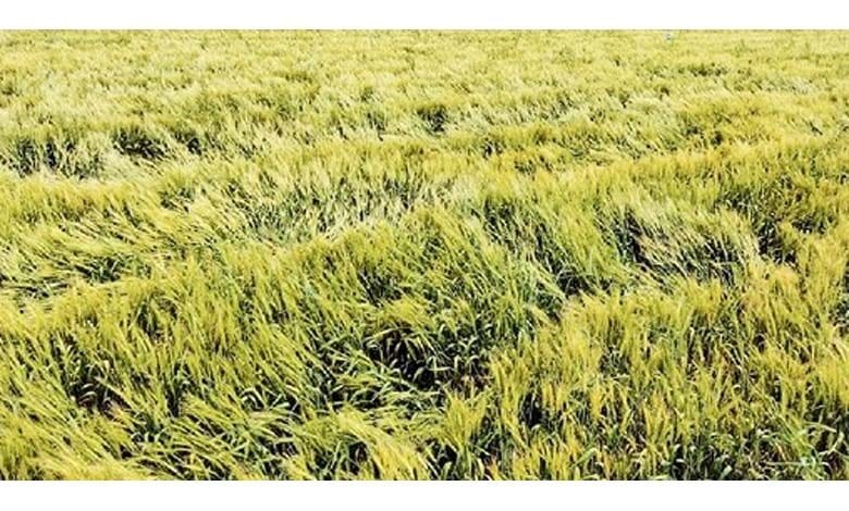 Crop-Ruin-amravati-mandal