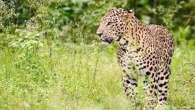 Leopard-amravati-mandal