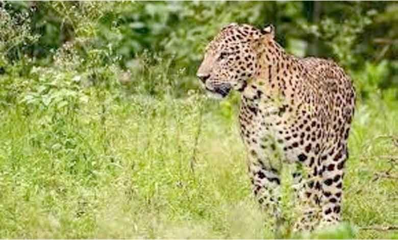 Leopard-amravati-mandal
