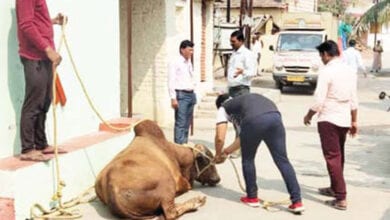 Bull-amravati-mandal