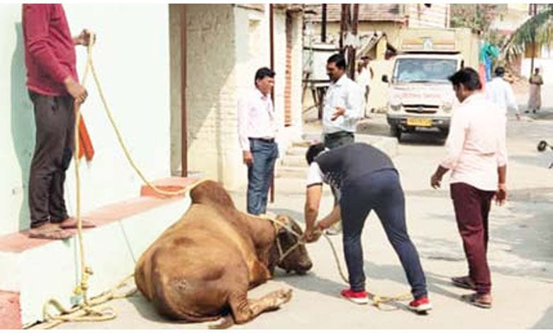 Bull-amravati-mandal