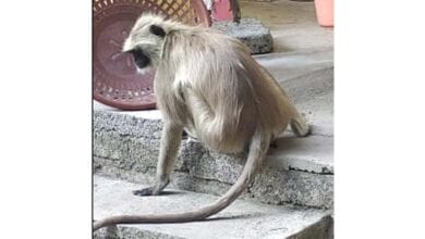 Monkey-amravati-mandal