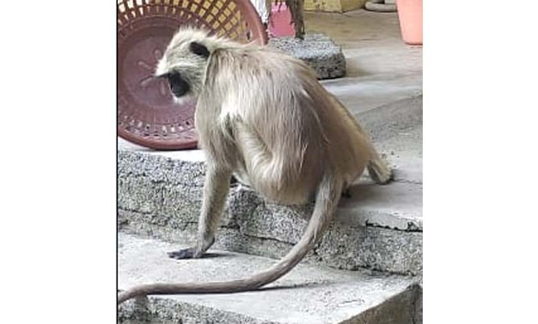 Monkey-amravati-mandal