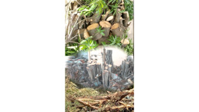 Illegal-Killing-of-Trees-amravati-mandal