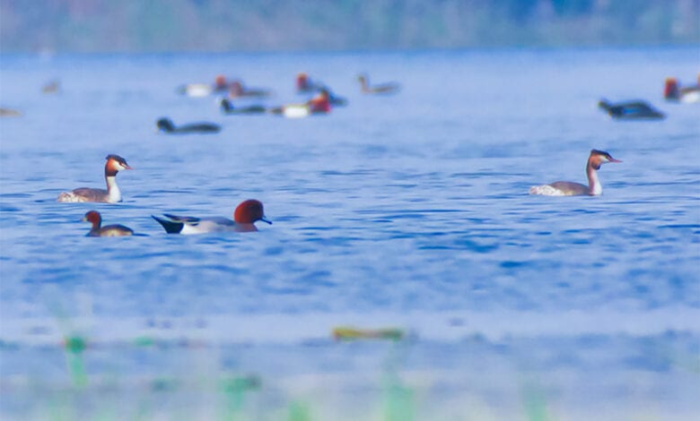 Bird-Amravati-Mandal