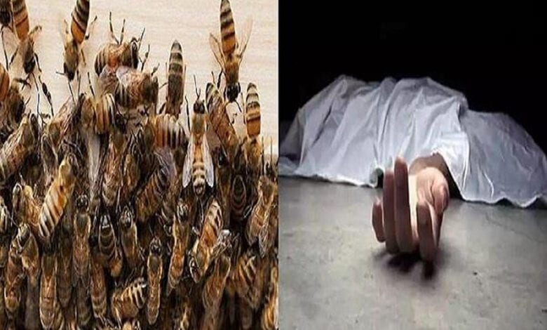 Bee-Attack-Amravati-Mandal
