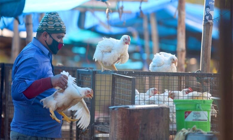 Bird-Flue-Amravati-Mandal
