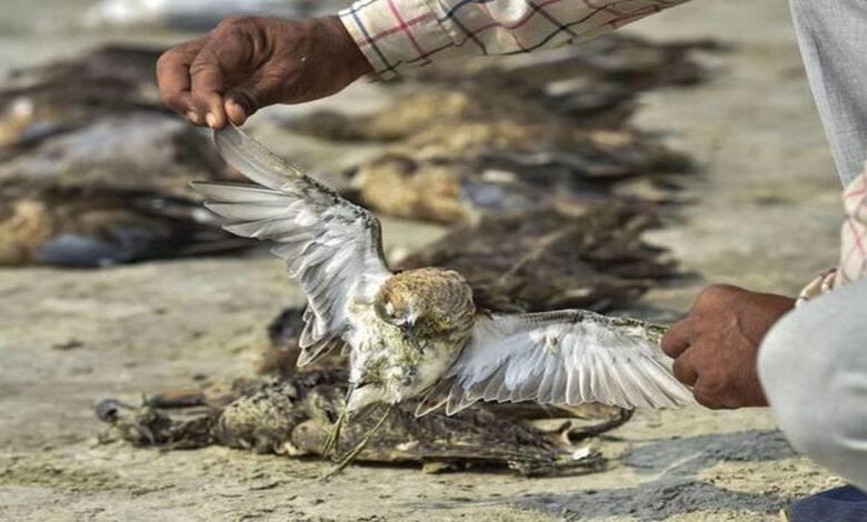 Birds-Died-Amravati-Mandal