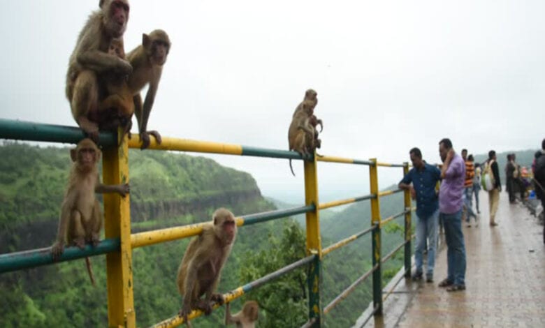 Chikhaldara-Amravati-Mandal