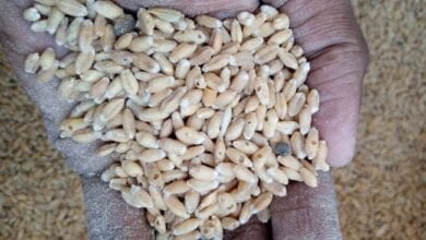 Wheat-Amravati-Mandal