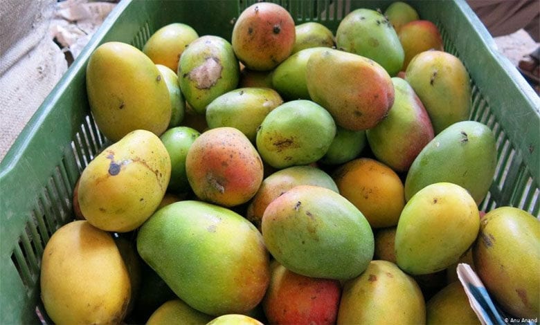 Mango-Amravati-Mandal