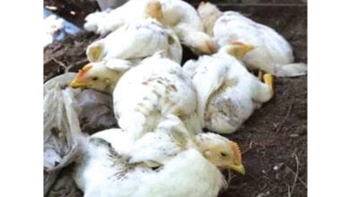 bird-flu-amravati-mandal