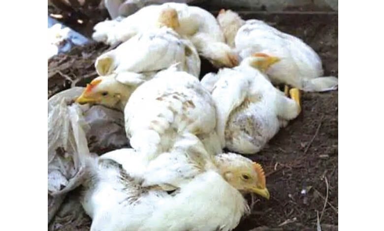 bird-flu-amravati-mandal