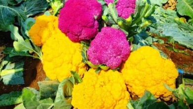 color-gobi-amravati-mandal