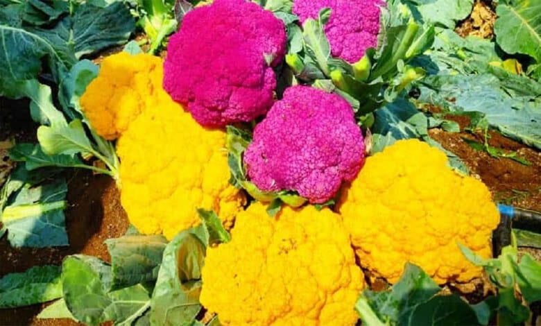 color-gobi-amravati-mandal