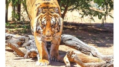 tiger-amravati-madnal