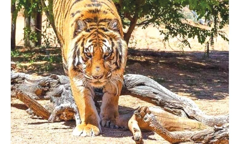 tiger-amravati-madnal