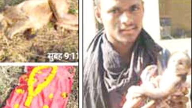Monkey-Death-amravati-mandal