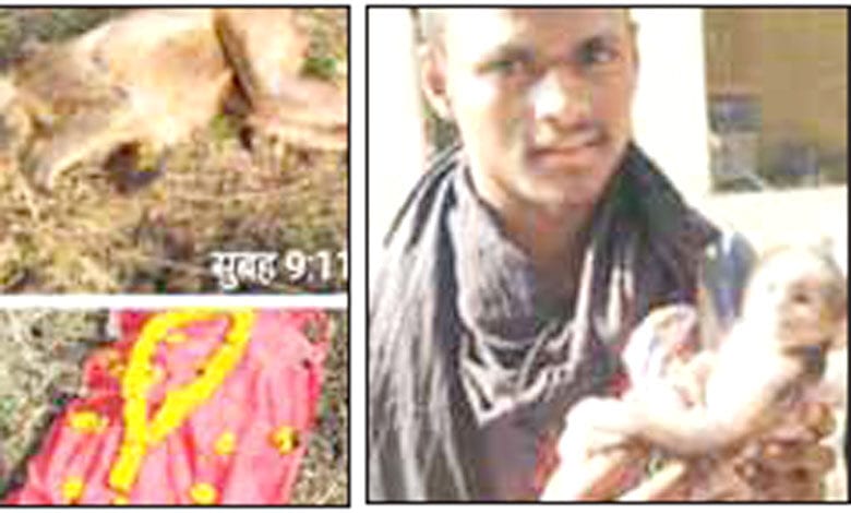 Monkey-Death-amravati-mandal
