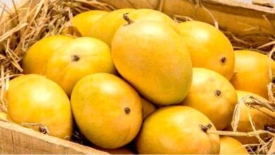 Hapus-Mango-amravati-mandal