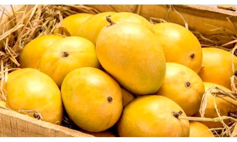 Hapus-Mango-amravati-mandal