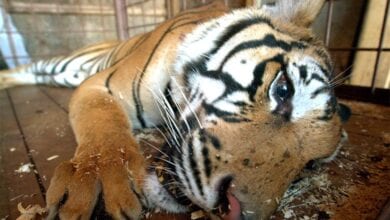 Dead-Tiger-amravati-mandal