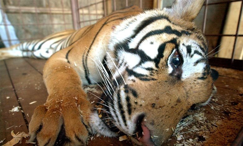Dead-Tiger-amravati-mandal