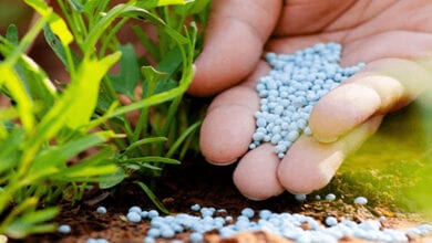 Agricultural-fertilizer-amravati-mandal