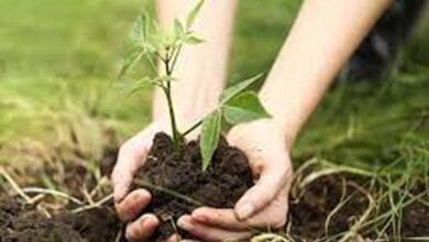 Tree-planting-campaign-amravati-mandal