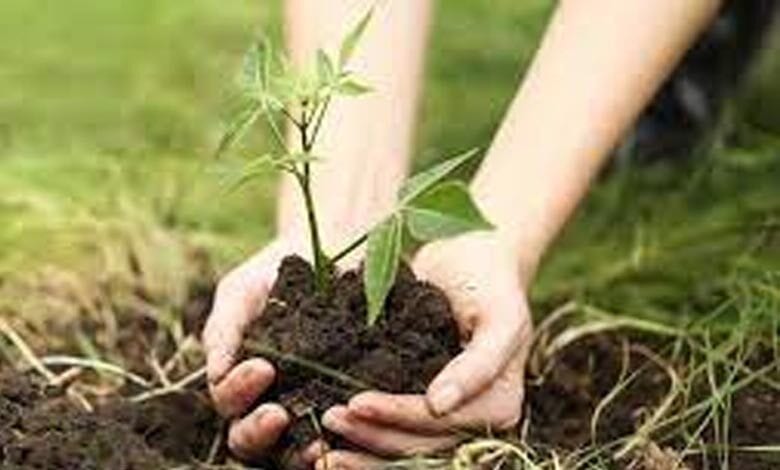 Tree-planting-campaign-amravati-mandal
