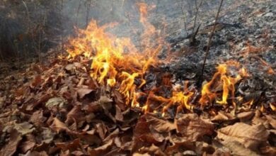Burning-Forest-amravati-mandal