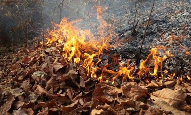 Burning-Forest-amravati-mandal