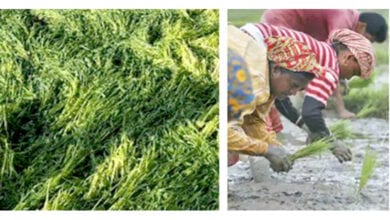 Farmers-amravati-mandal