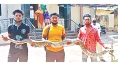 Giant-Dragon-amravati-mandal