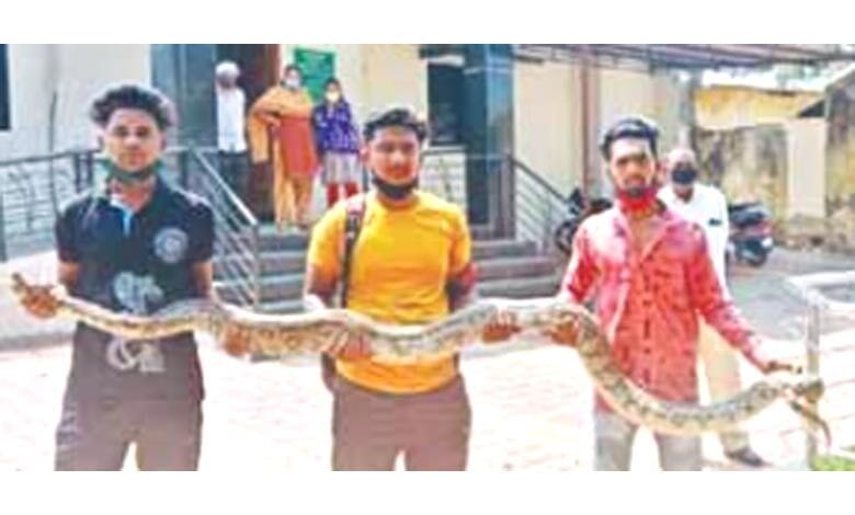 Giant-Dragon-amravati-mandal
