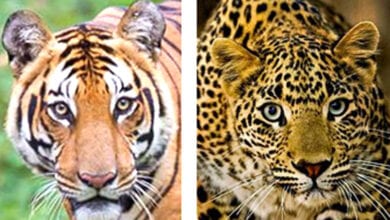 tiger-and-leopard-amravati-mandal
