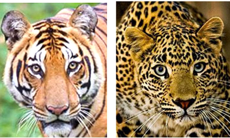 tiger-and-leopard-amravati-mandal