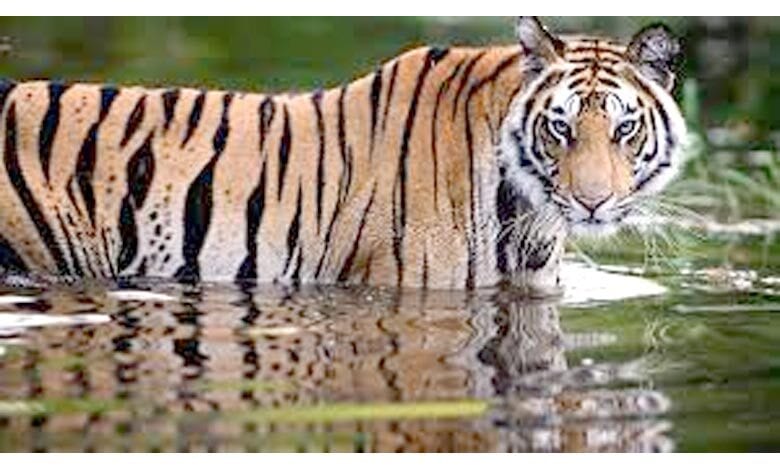Leopard-amravati-mandal