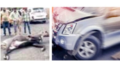 Death-of-Nilgai-amravati-mandal