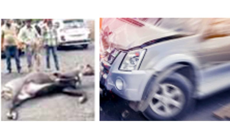 Death-of-Nilgai-amravati-mandal