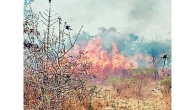 Wadali-forest-fire-amravati-mandal