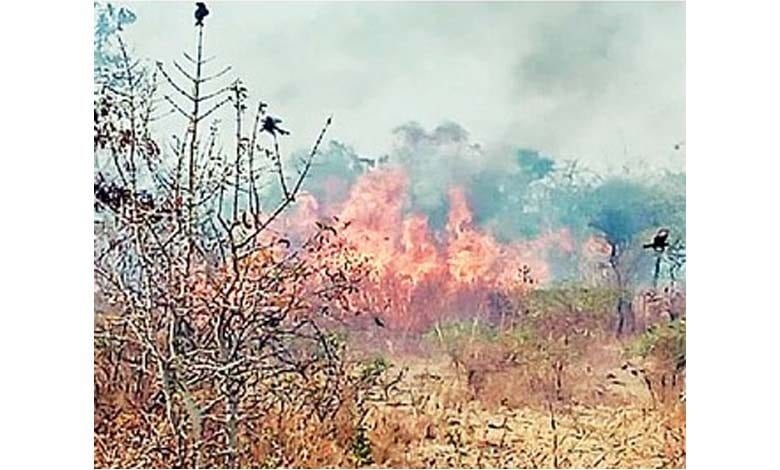 Wadali-forest-fire-amravati-mandal