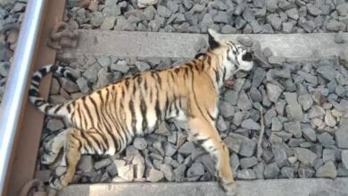 Tigress-Cub-Died-amravati-mandal
