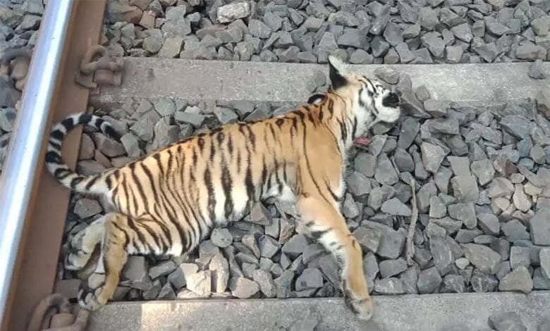 Tigress-Cub-Died-amravati-mandal
