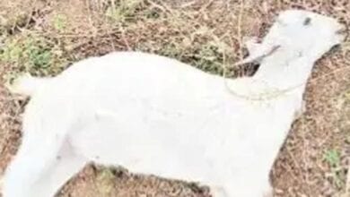 Goats-Killed-amravati-mandal