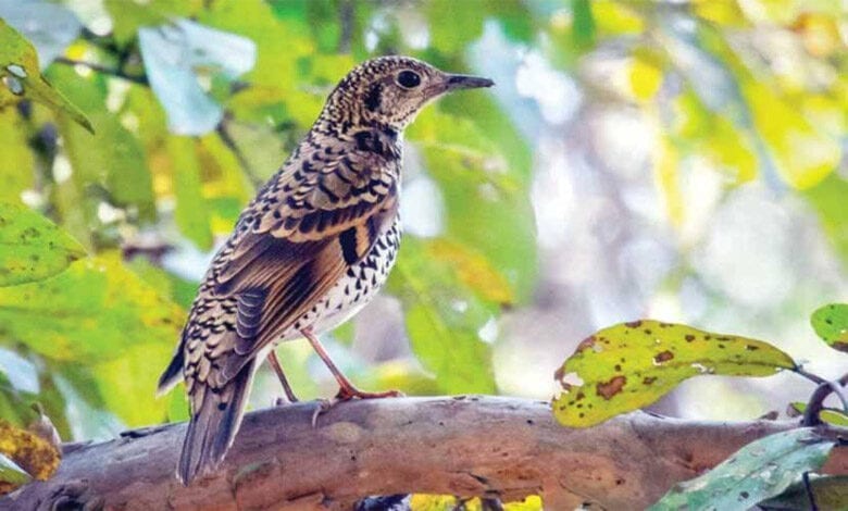 Bird-Amravati-Mandal