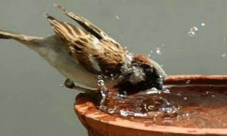 Birds-Amravati-Water-Amravati-Mandal copy