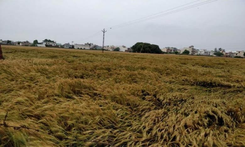 Farm-Amravati-Mandal